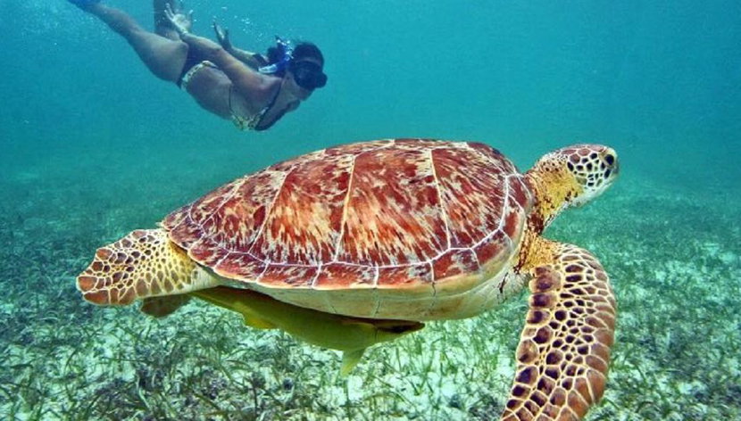 Alla scoperta di Turtle Island - Tour di un'intera giornata - Foto 3